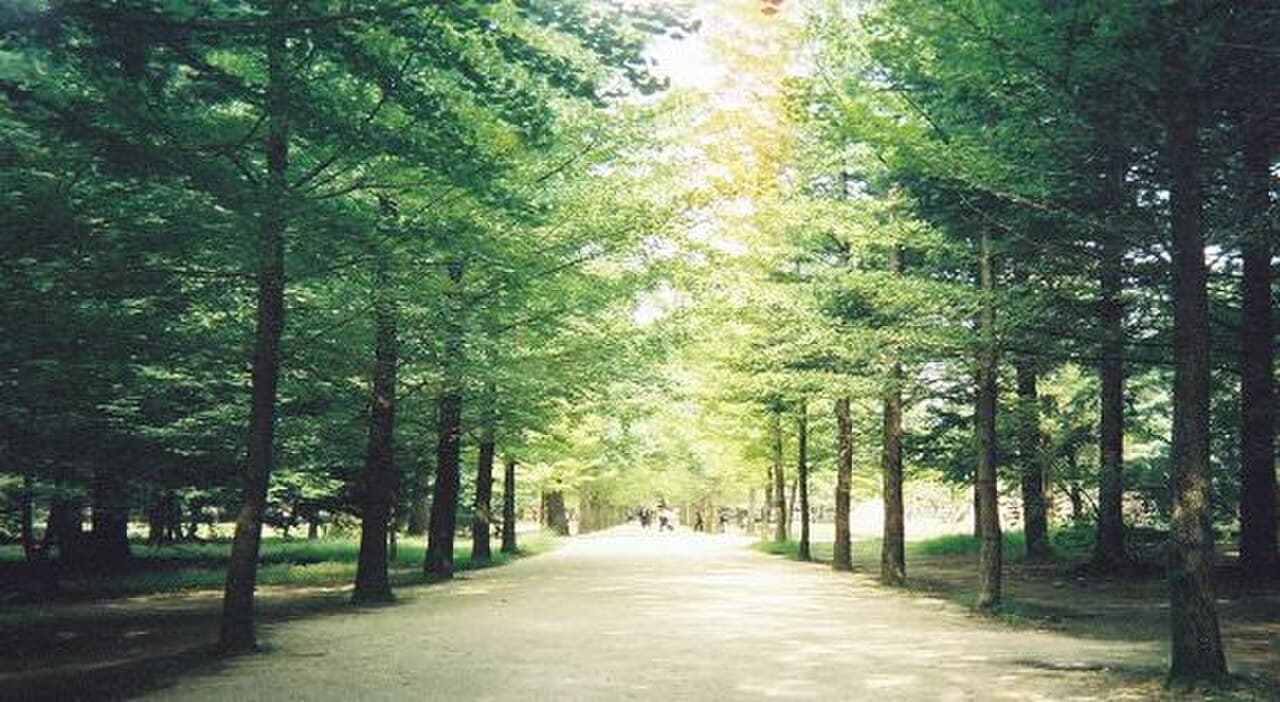 Nami Island (Namiseom)